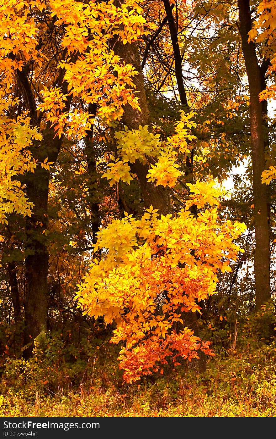 A background of yellow trees. A background of yellow trees