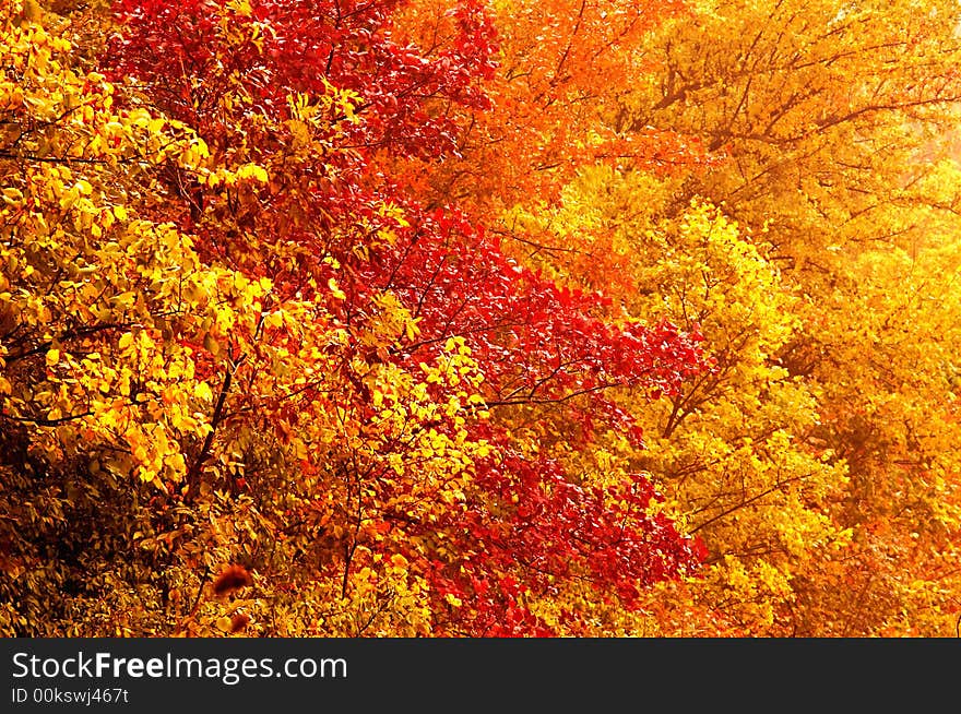 A background of yellow leaves. A background of yellow leaves