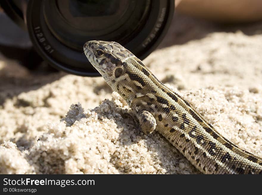 The lizard on sand is basked in the sun