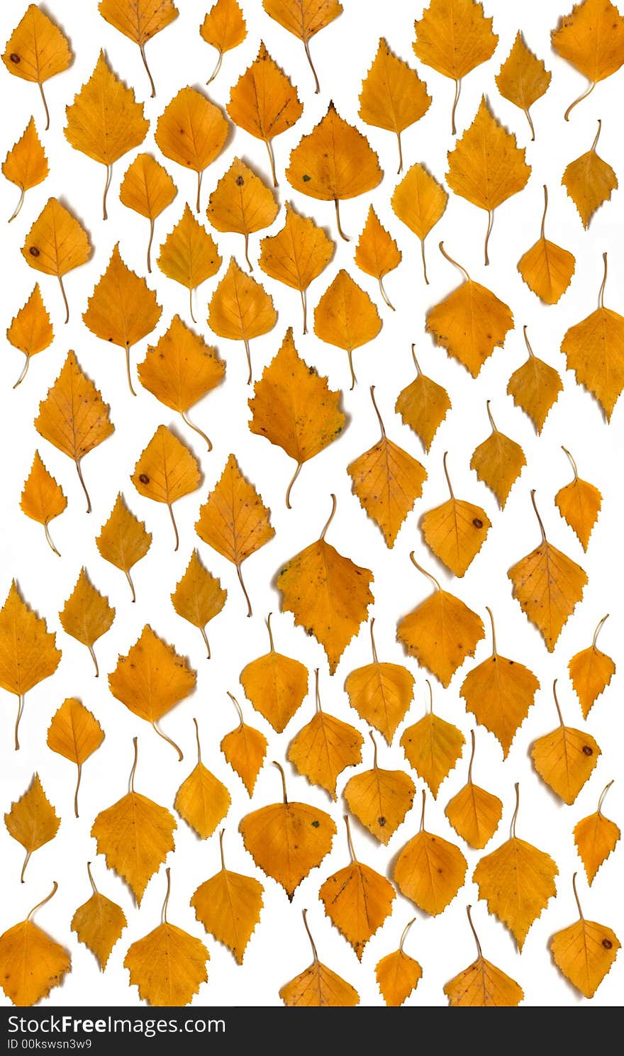 An image of many yellow leaves. An image of many yellow leaves