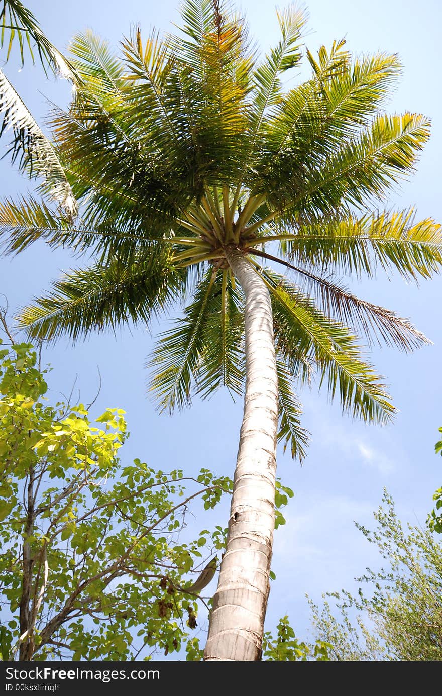 Coconut tree on Full Moon