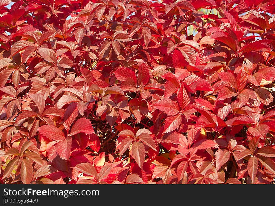 Autumn leaves backdrop