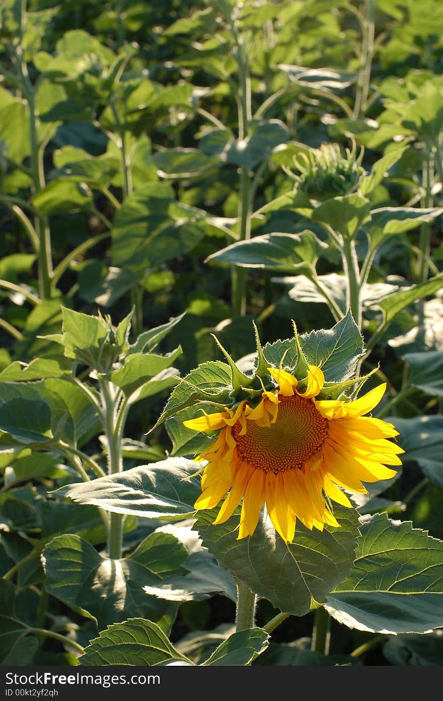 Alone Sunflower