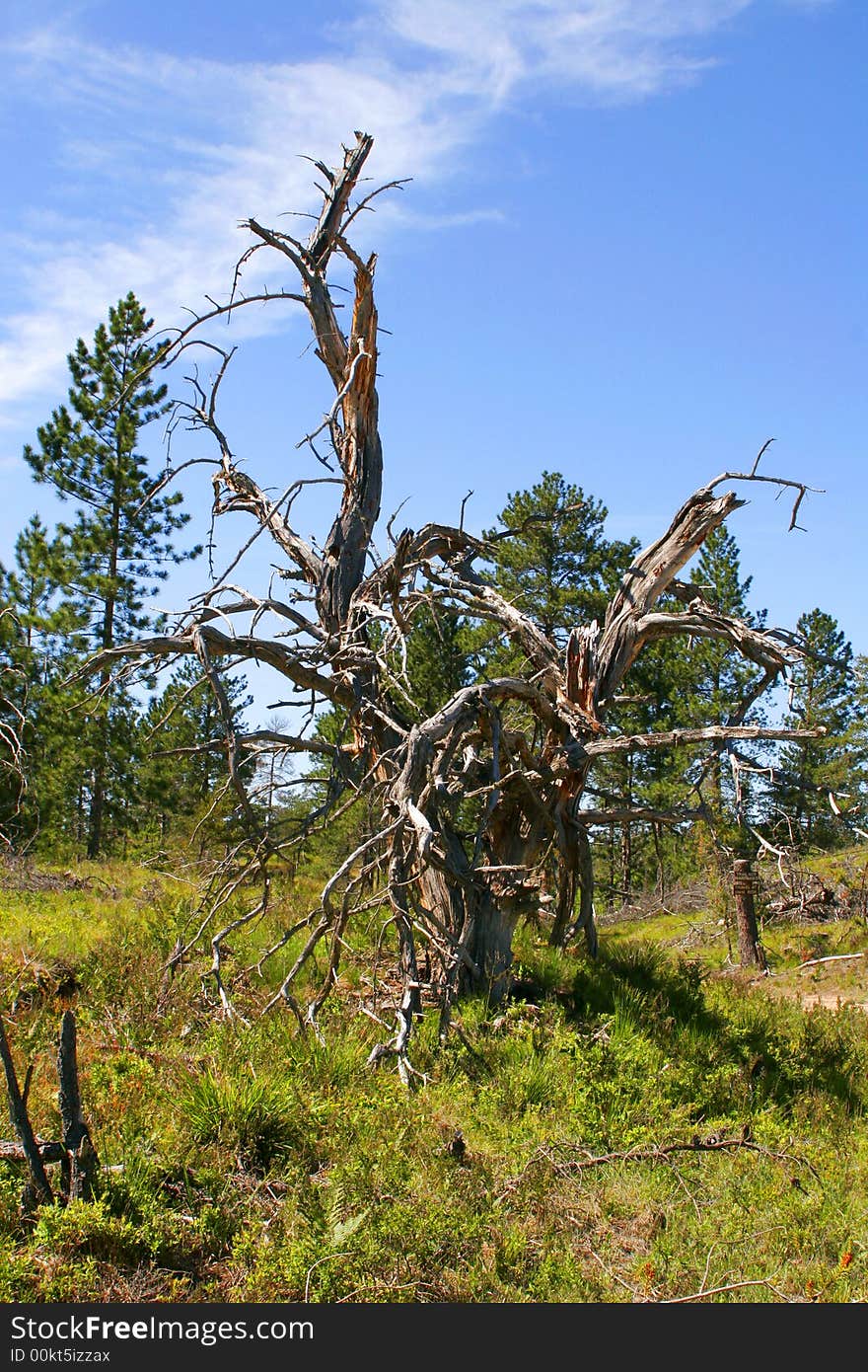 A dead tree stands in an empty field in northern Michigan. A dead tree stands in an empty field in northern Michigan