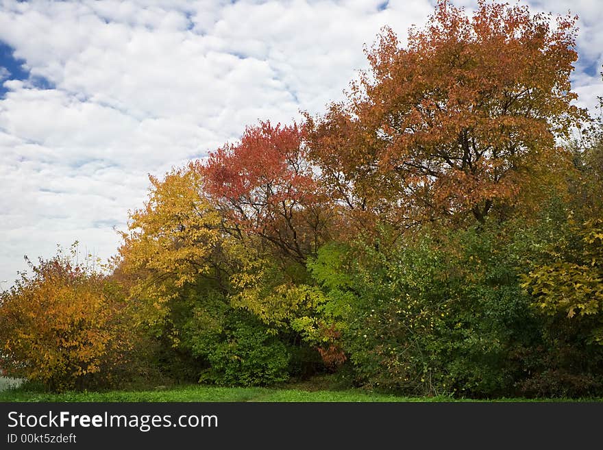 Autumn leaves of multiple colors. Autumn leaves of multiple colors