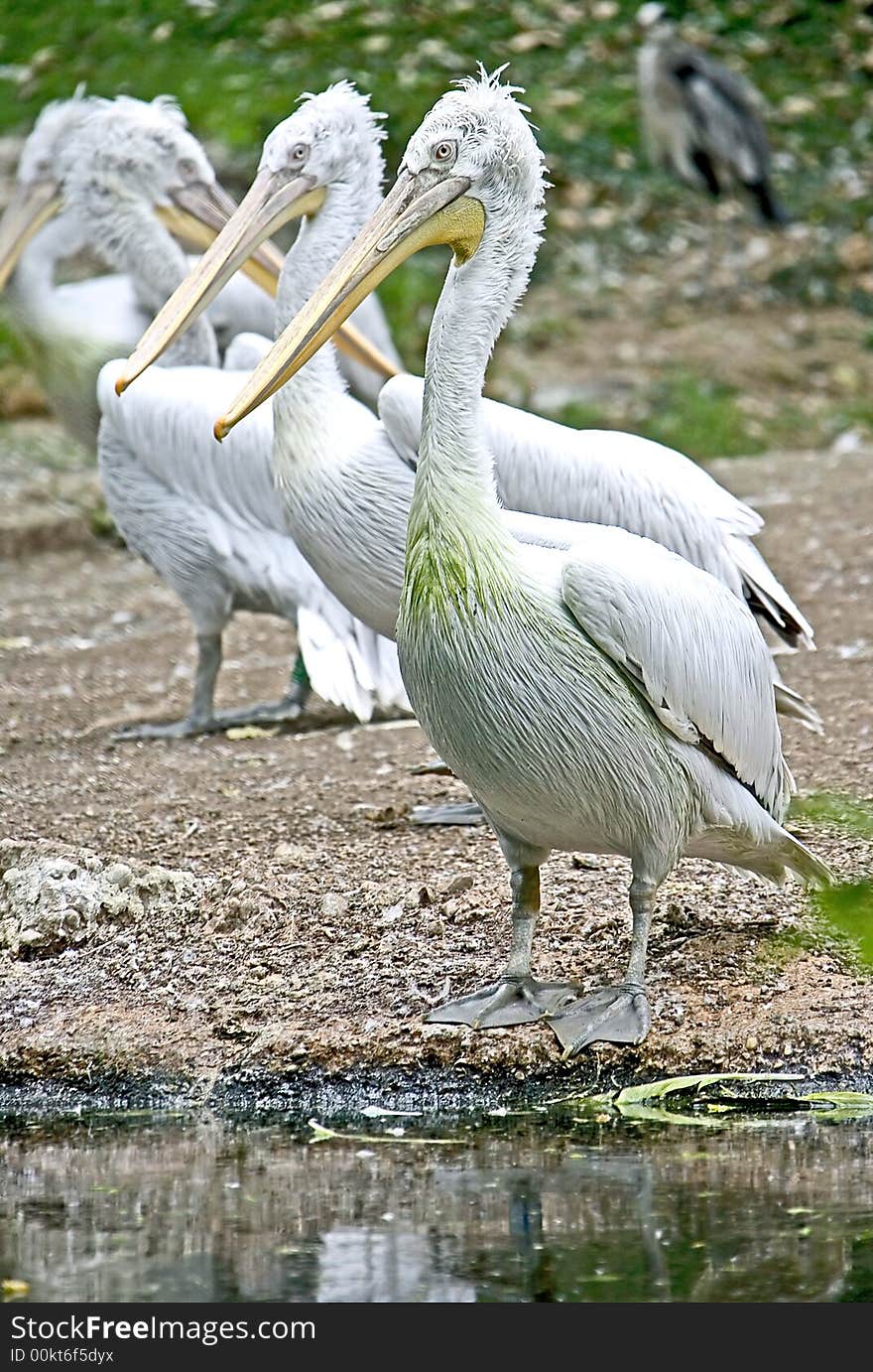 Portrait of nice dalmatian pelican. Portrait of nice dalmatian pelican