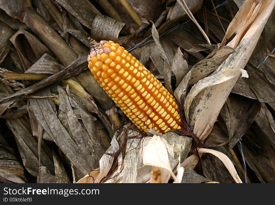 Dry corn cobb on dry corn stalk ready for fall festival