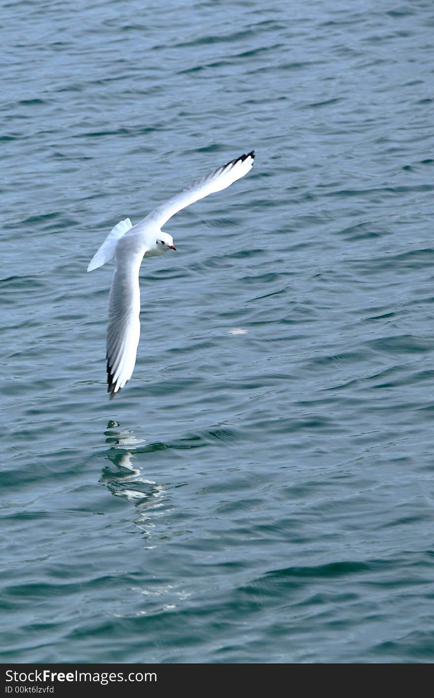 Bird flies freely in the blue sky. I love the freedom and the peaceful manner of the bird. Bird flies freely in the blue sky. I love the freedom and the peaceful manner of the bird.