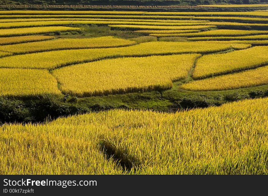 The paddyfield in Autumn