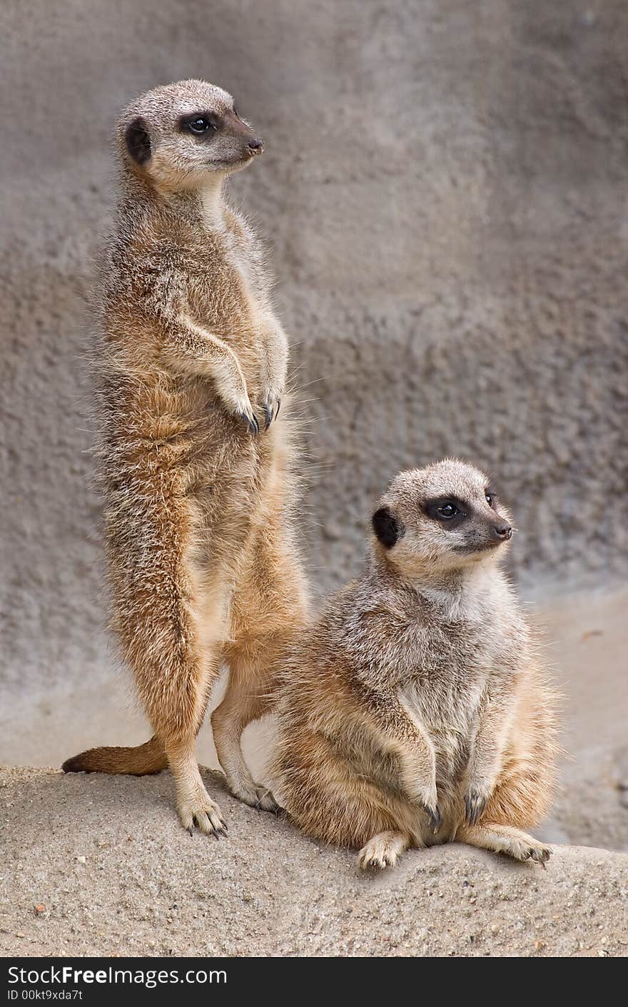 Two meerkats are keeping an eye out for danger.