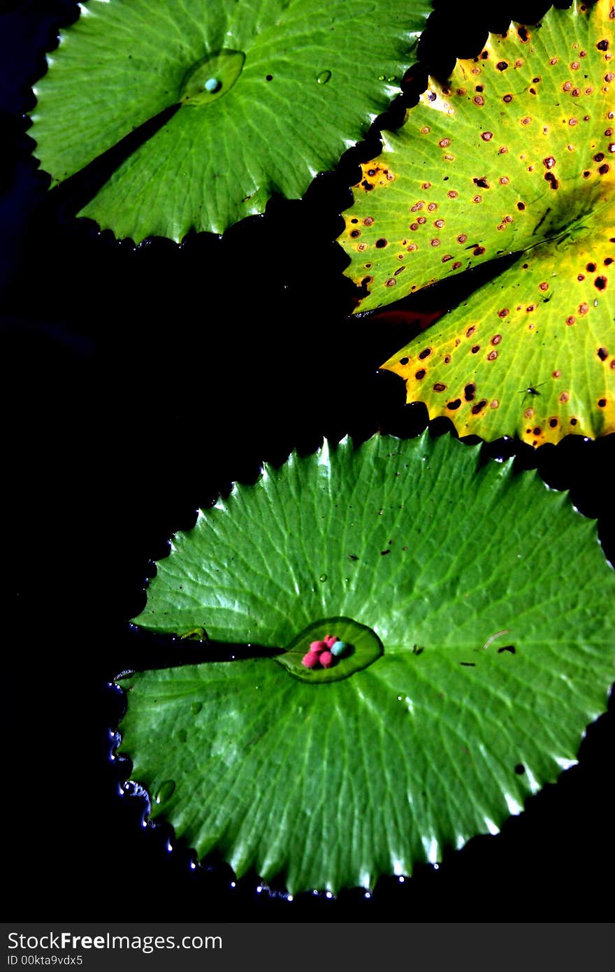 Unique Leaves