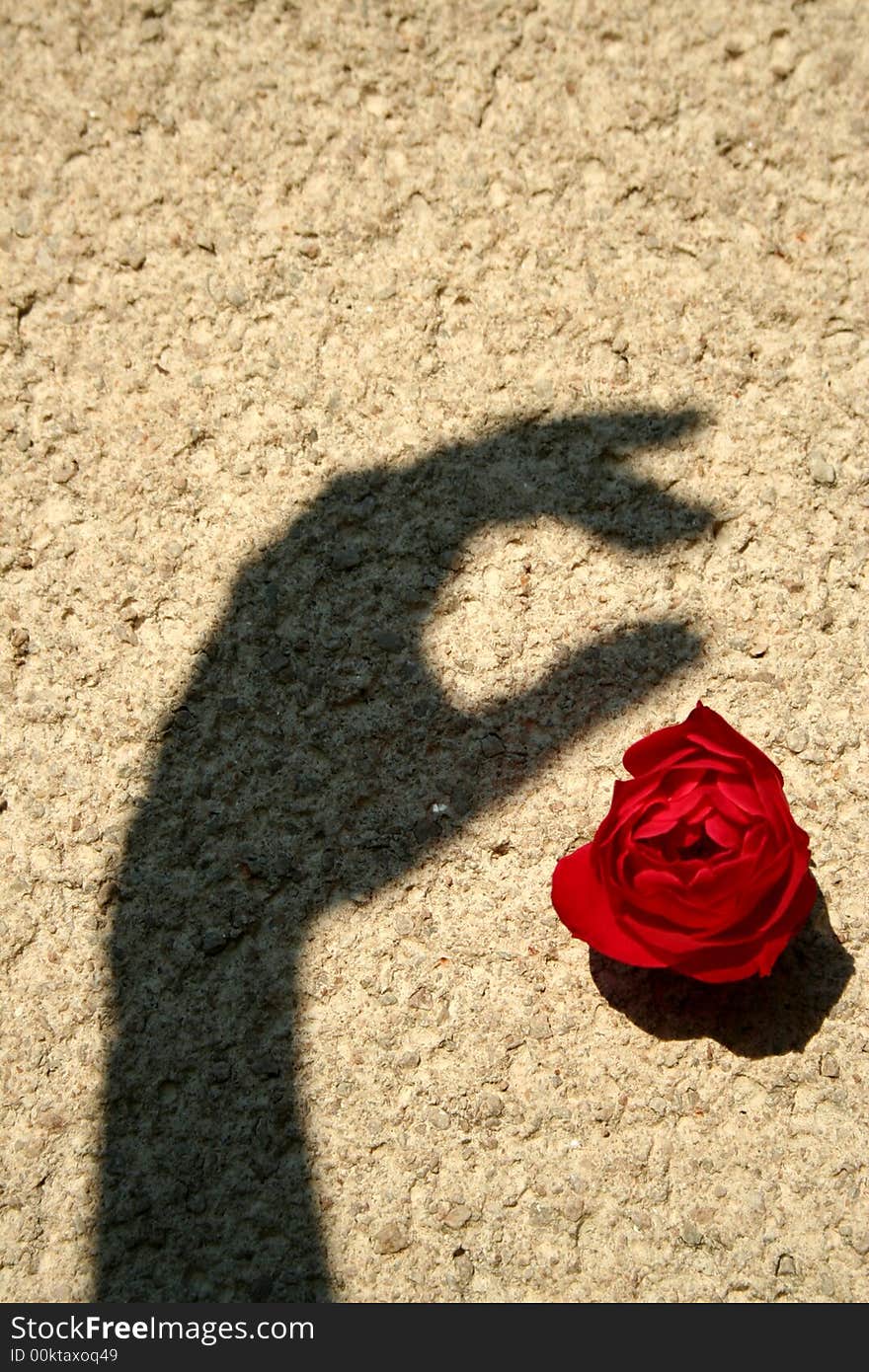 A shadow hand protecting a red rose on the wall. A shadow hand protecting a red rose on the wall...