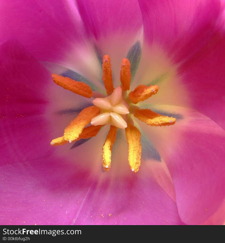 Macro picture without flash of the delicate inside of a Lilac Tulip with a few pieces of pollen on the peatals. Macro picture without flash of the delicate inside of a Lilac Tulip with a few pieces of pollen on the peatals