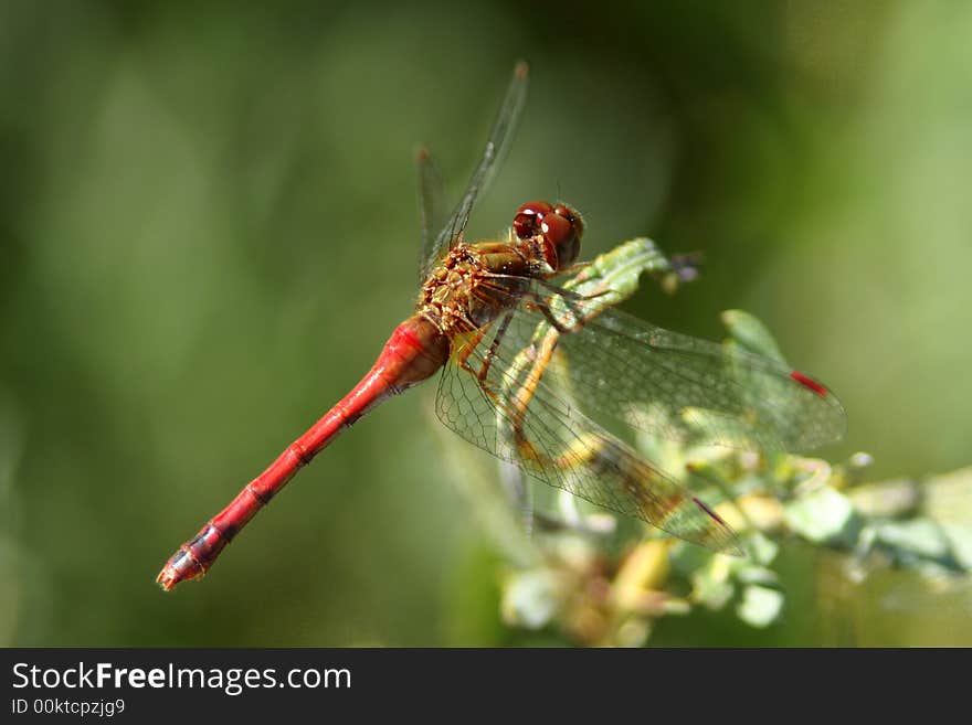 Yellow-legged Meadowhawk