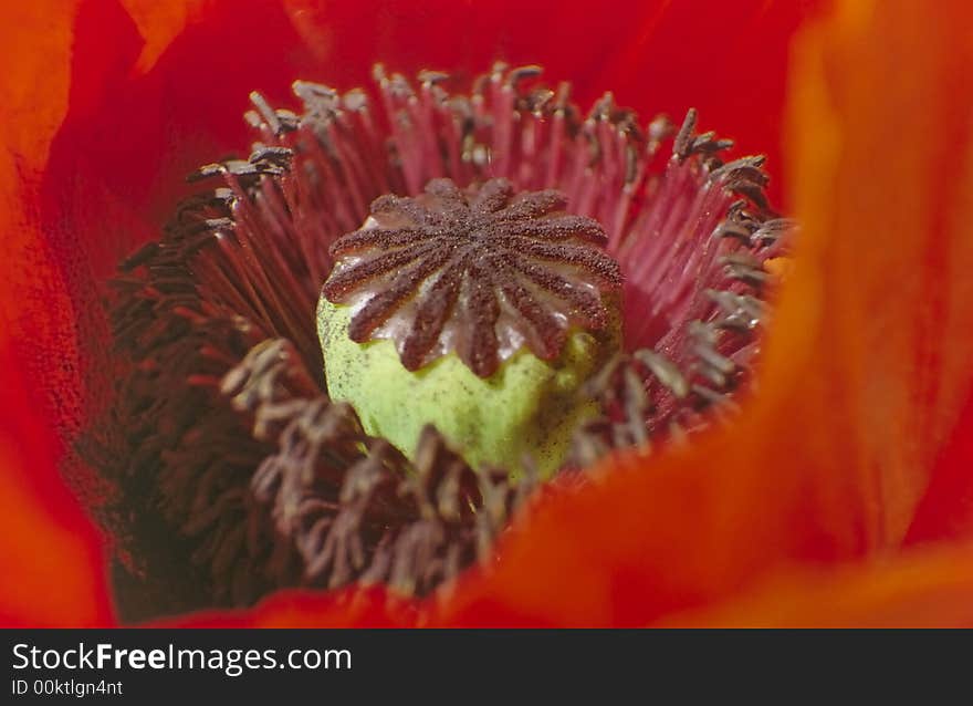 Corn poppy no.1