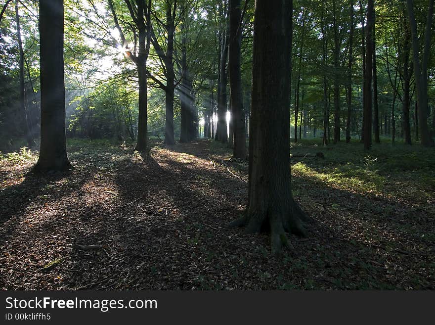 Sun shines true the trees in autumn in a Belgian forest. Sun shines true the trees in autumn in a Belgian forest