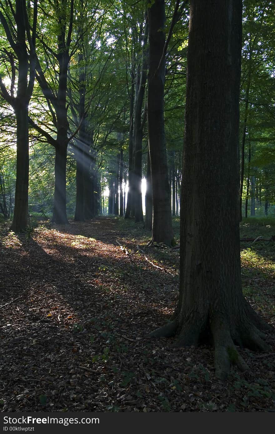 Sun shines true the trees in autumn in a Belgian forest. Sun shines true the trees in autumn in a Belgian forest