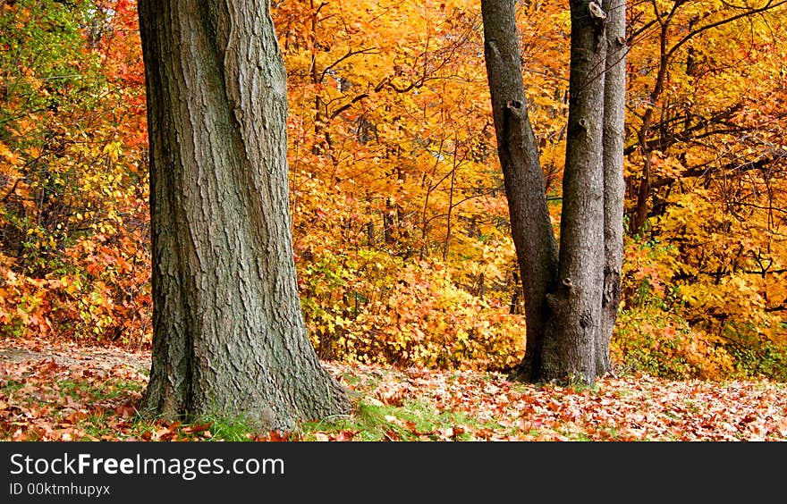 Yellow colored trees in a park during misty morning autumn. Yellow colored trees in a park during misty morning autumn