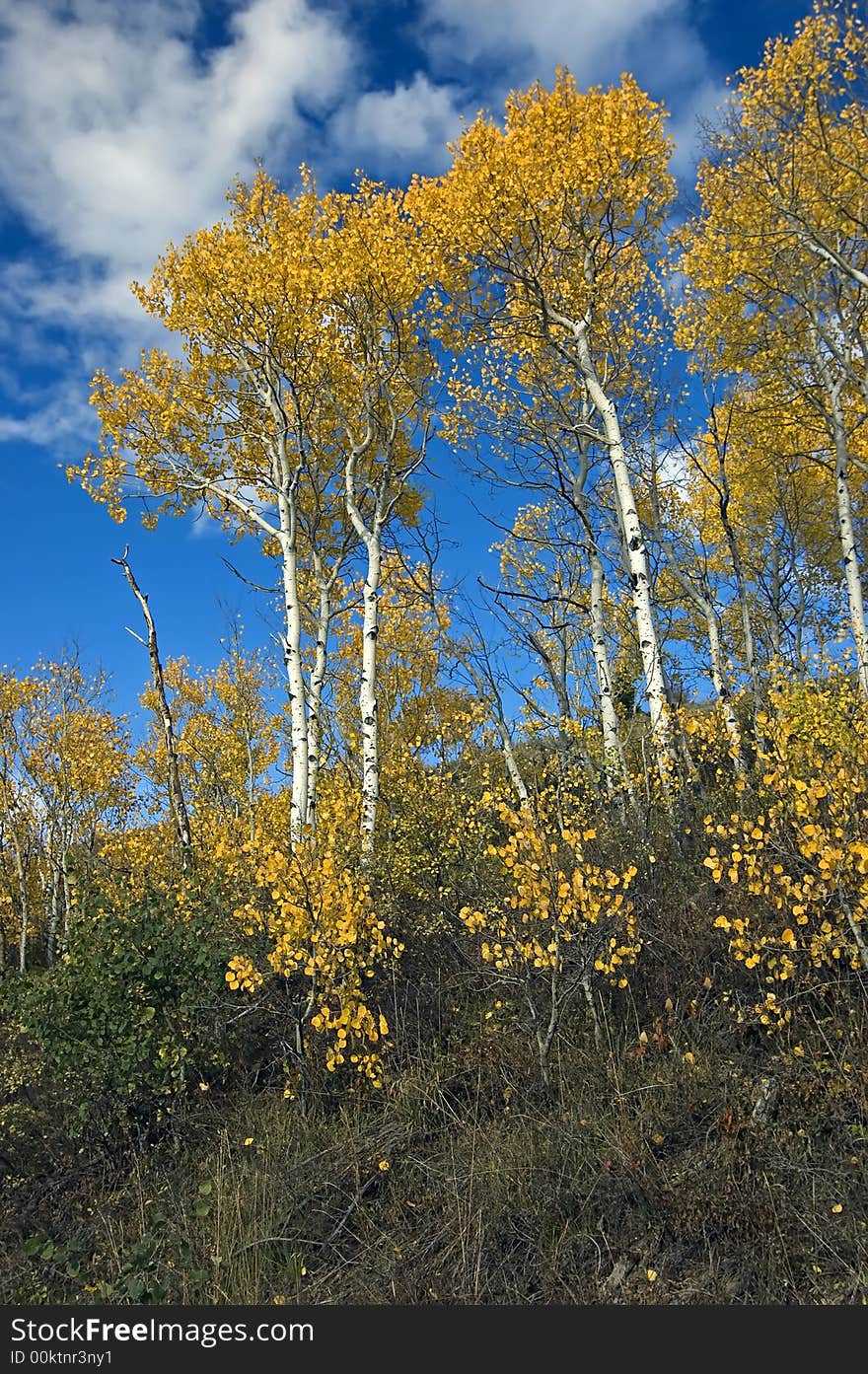 Fall Color Trees at Grand Teton