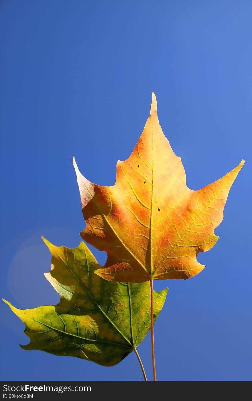 Green and Yellow maple leaves with blue sky background