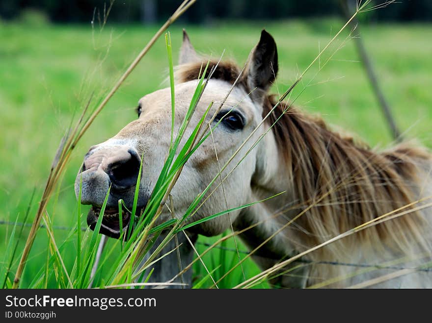 The horse a farmer tontouta farm. The horse a farmer tontouta farm