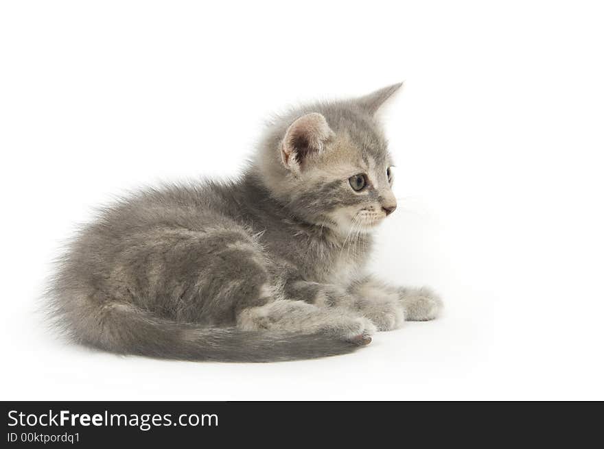 Gray kitten resting