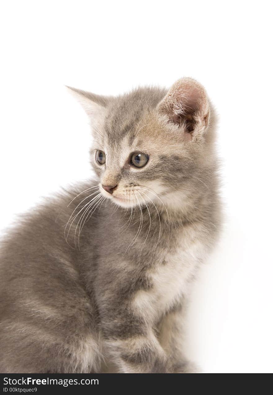 Gray kitten looking back