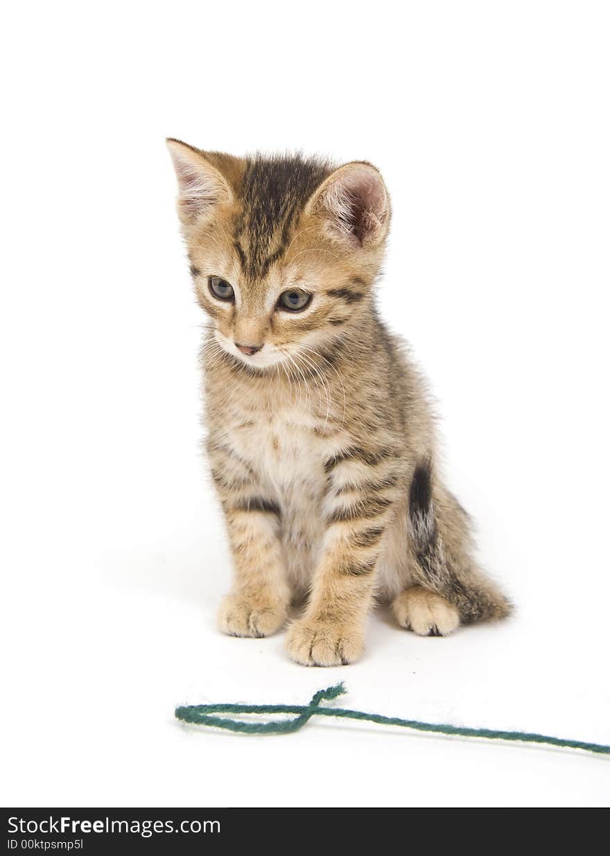 Tabby kitten and yarn