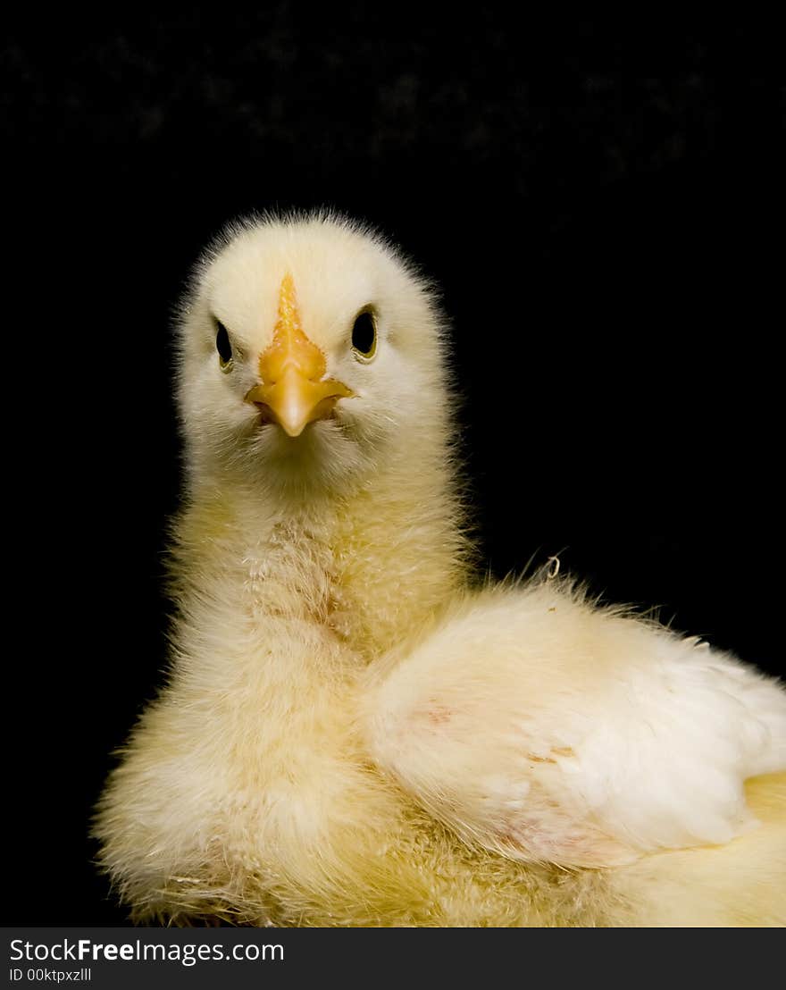 A closeup of a baby chick looking towards the camera on a black background. A closeup of a baby chick looking towards the camera on a black background