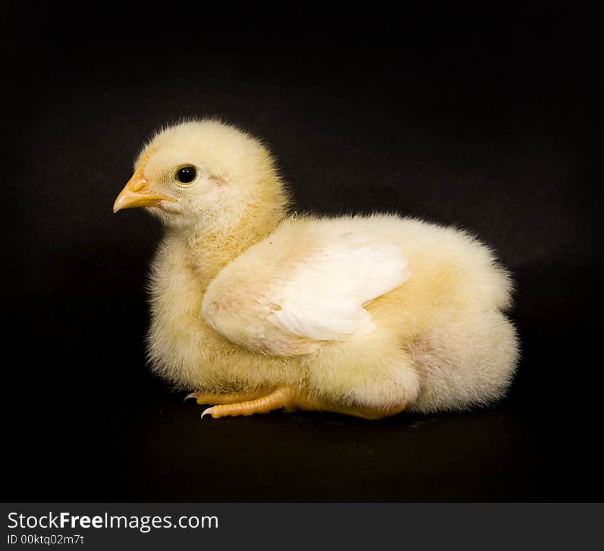 Baby chickens sit on a black backround. Baby chickens sit on a black backround