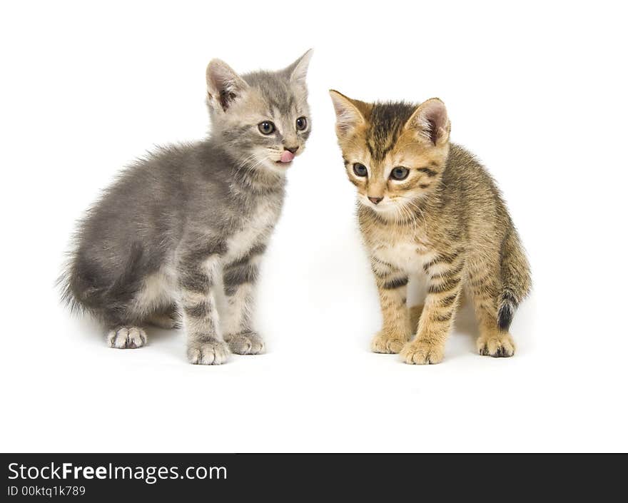 Two hungry kittens on a white background