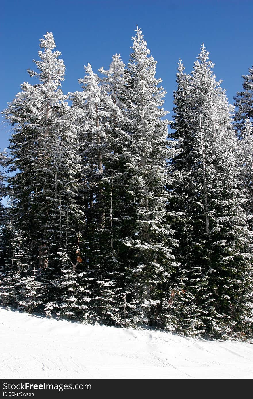 Tall pine trees covered with fresh snow. Tall pine trees covered with fresh snow