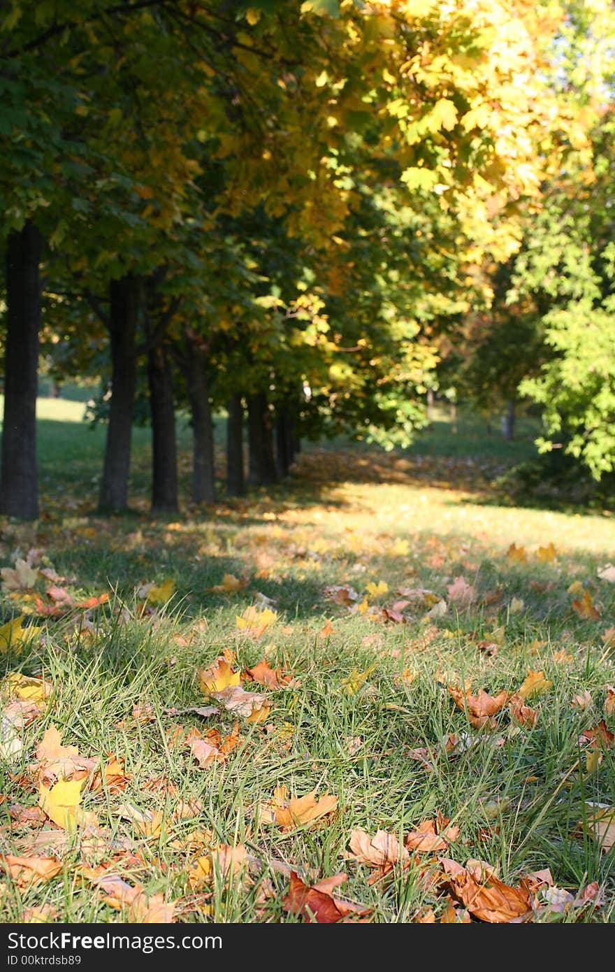 Autumn trees with color leafs as a background.