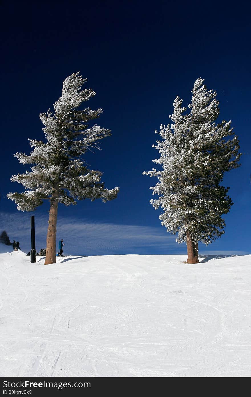 Two tall pine trees covered with fresh snow. Two tall pine trees covered with fresh snow