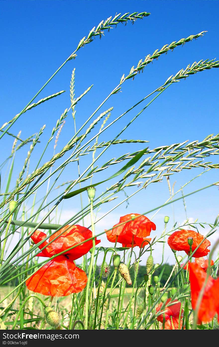 Red Poppies On A Green Meadow