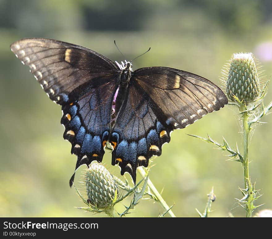 Female Tiger Swallowtail