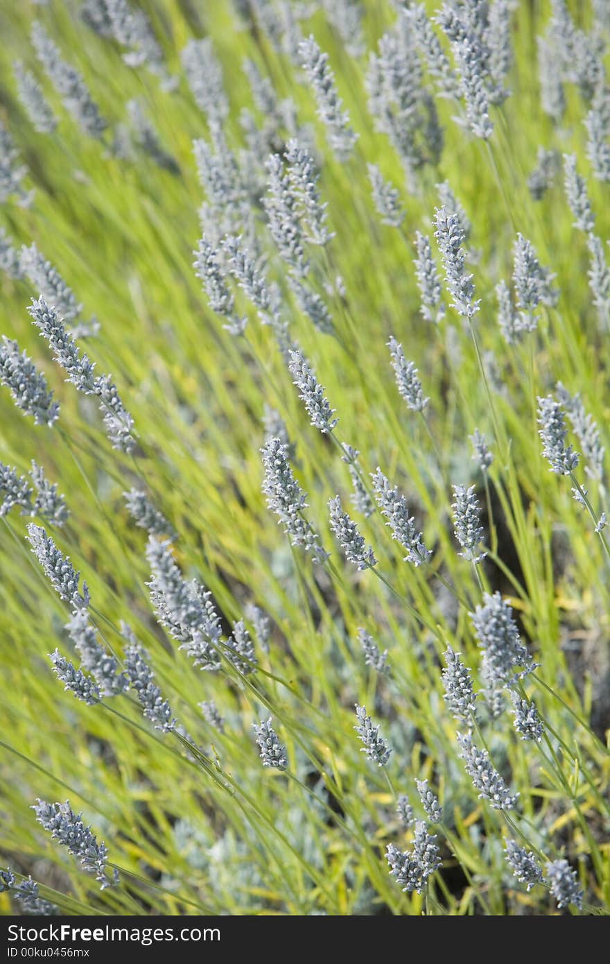 Tiny blue flowers