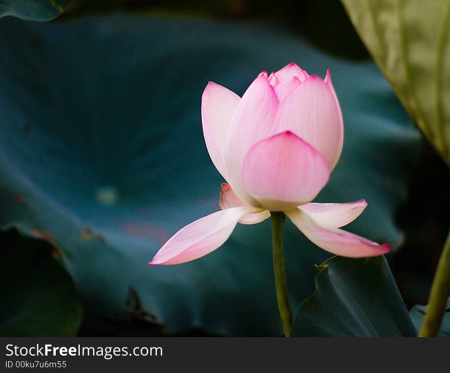 Summer inside pond most beautiful flower. Summer inside pond most beautiful flower