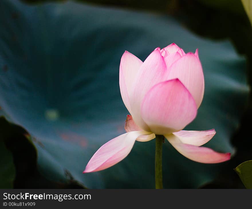 Summer inside pond most beautiful flower. Summer inside pond most beautiful flower