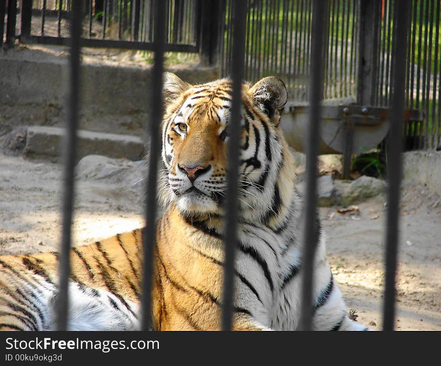 Tiger lying behind bars in the cage. Tiger lying behind bars in the cage