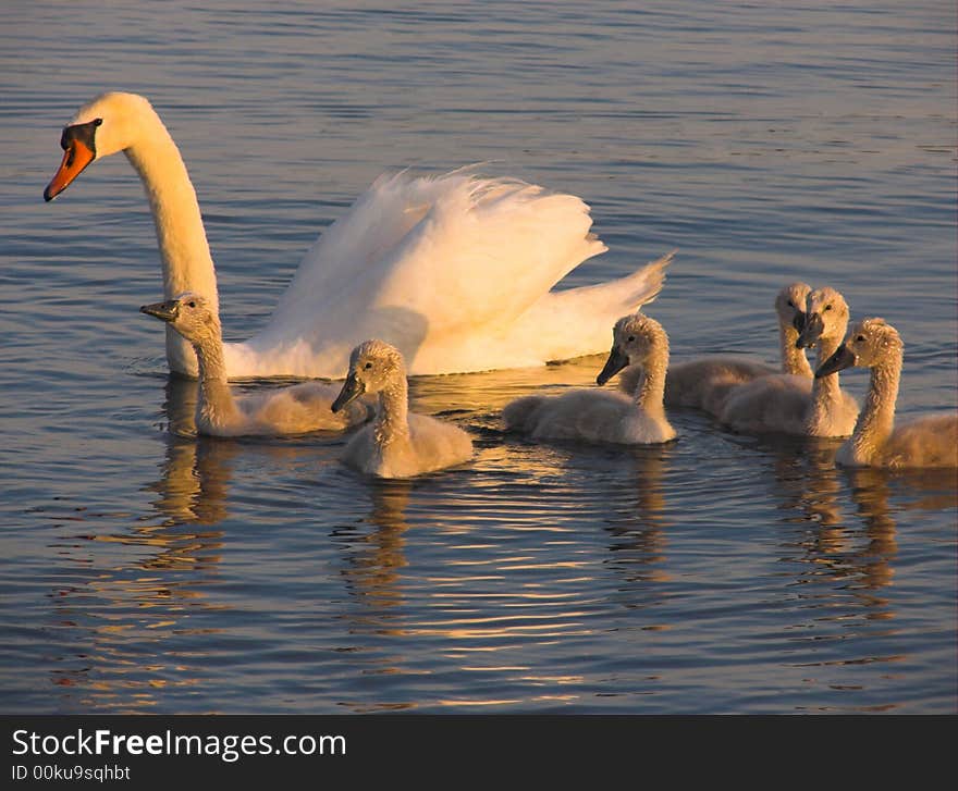 Six young swans and adult