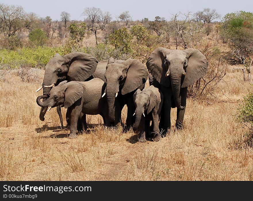 Elephant family closes ranks in Kruger Park