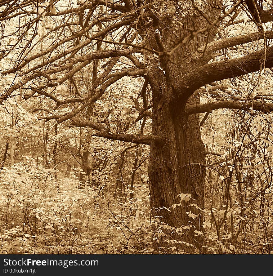 Old tree