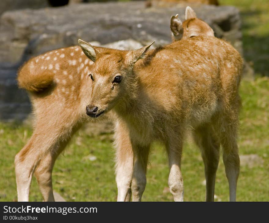 Two baby pere deer in the Bronx Zoo. Two baby pere deer in the Bronx Zoo