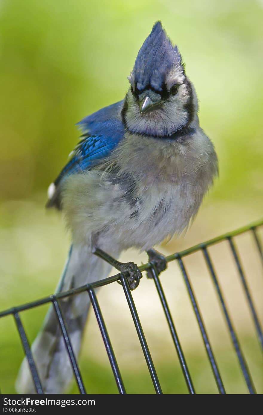 Blue Jay on fence in Central Park. Blue Jay on fence in Central Park