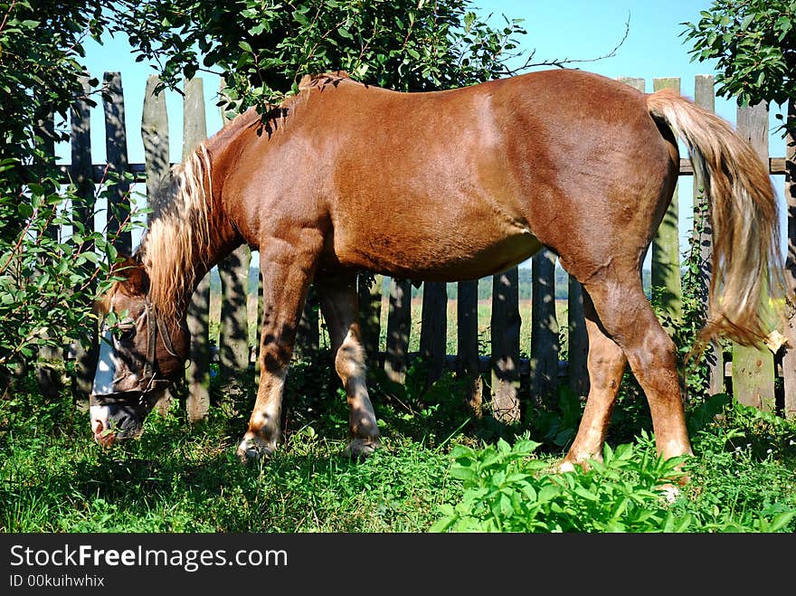 Horse on a green field