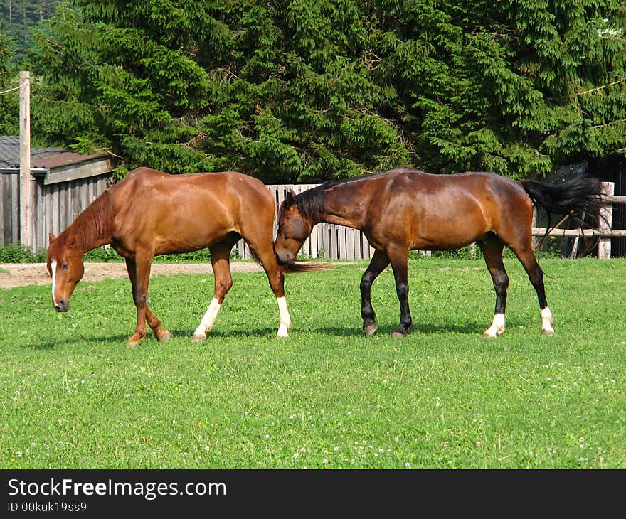 This image shows two brown horses