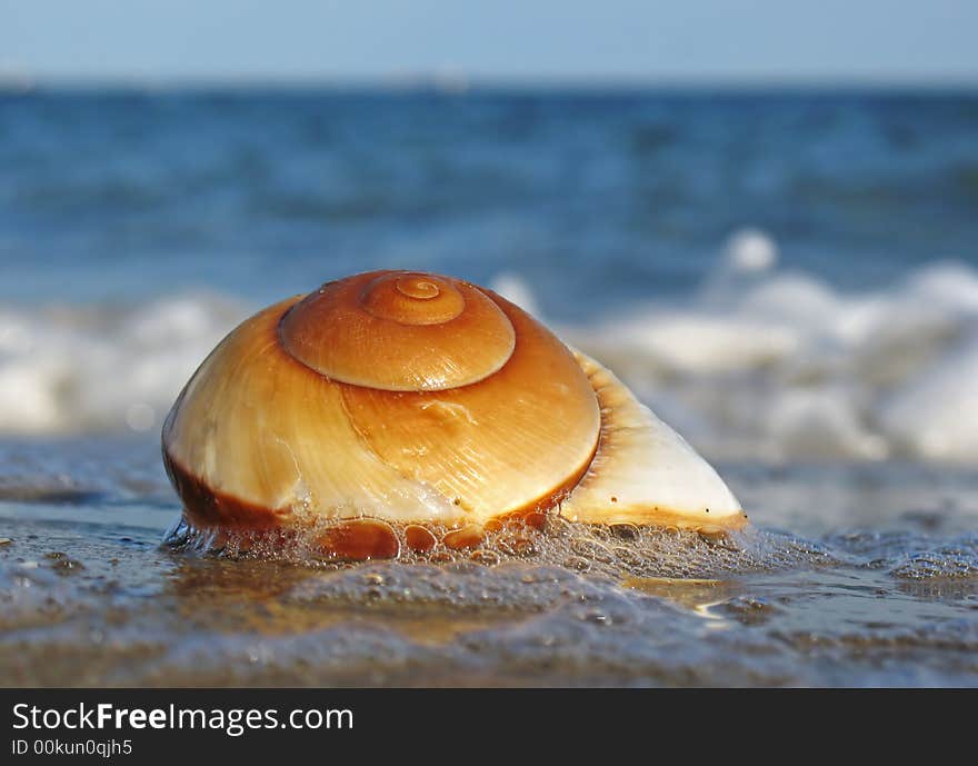 Shell on the beach