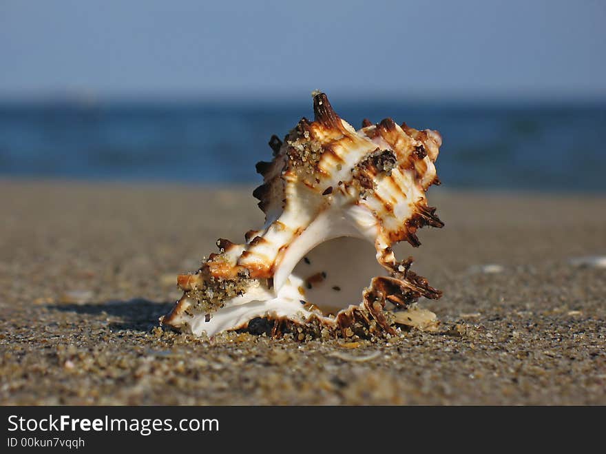 Shell on the beach