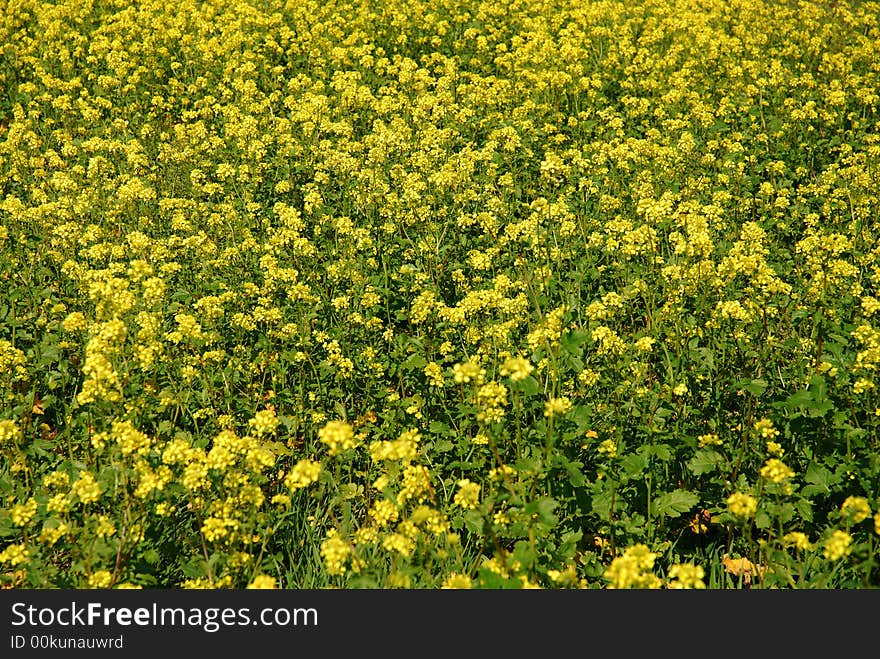 A crop of canola, awaiting harvest. A crop of canola, awaiting harvest.